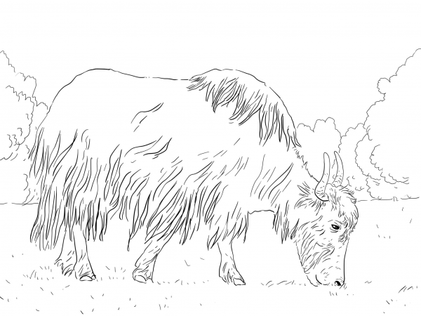 Grazing Yak coloring page image