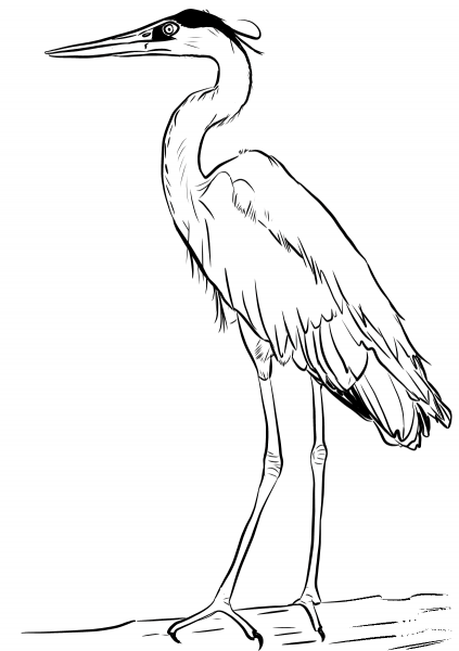 Great Blue Heron coloring page image