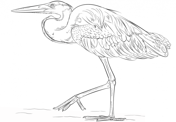 Great Blue Heron coloring page image