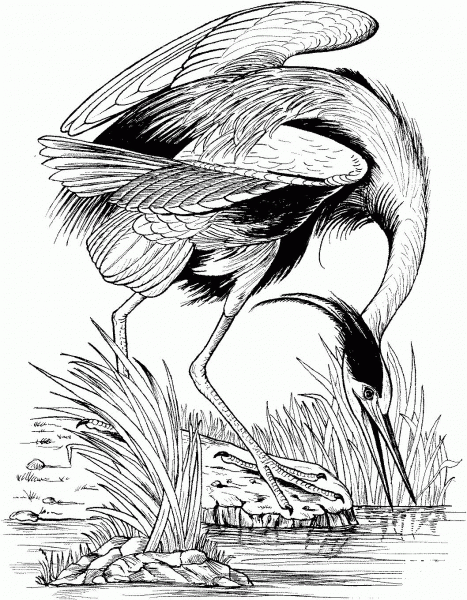 Great Blue Heron Fishing coloring page image