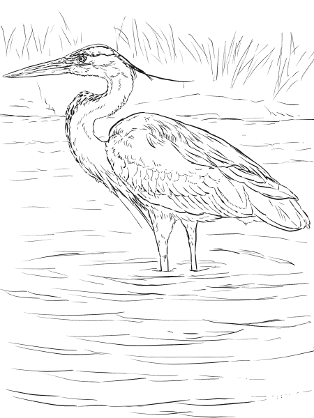 Great Blue Heron Stands in Wetland coloring page image