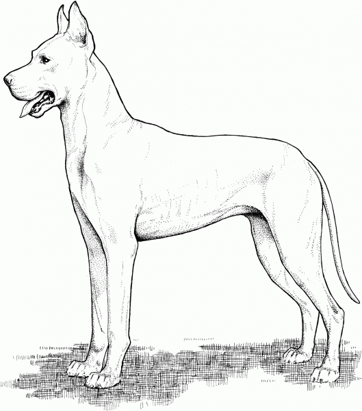 Great Dane coloring page image