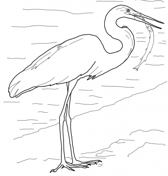 Great Egret with Fish in Beak coloring page image