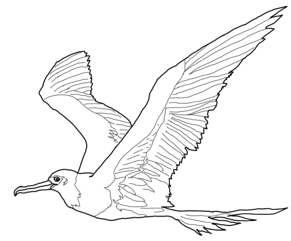 Great Frigatebird coloring page image