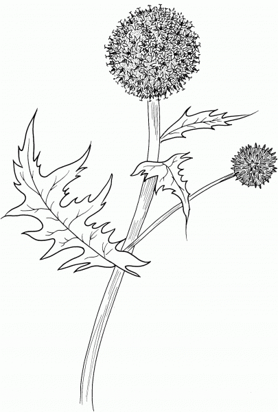 Great Globe Thistle or Pale Globe Thistle coloring page image