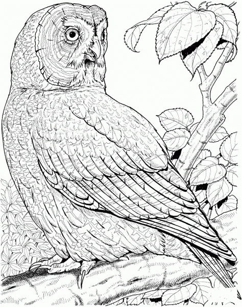 Great Grey Owl coloring page image
