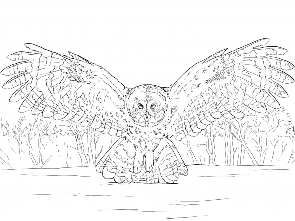 Great Grey Owl Flying coloring page image