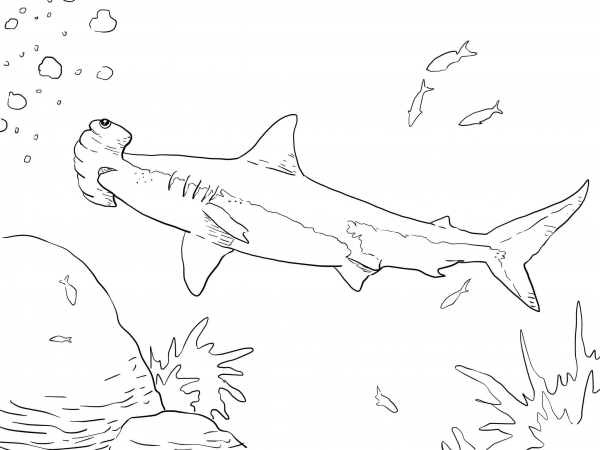 Great Hammerhead Shark coloring page image