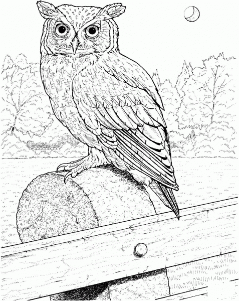 Great Horned Owl coloring page image