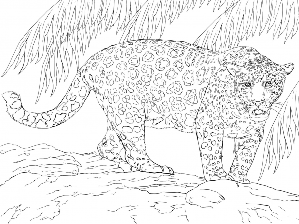 Great Jaguar coloring page image