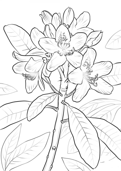 Great Laurel coloring page image