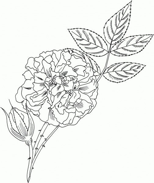 ‘Great Maiden’s Blush’ Alba Rose coloring page image