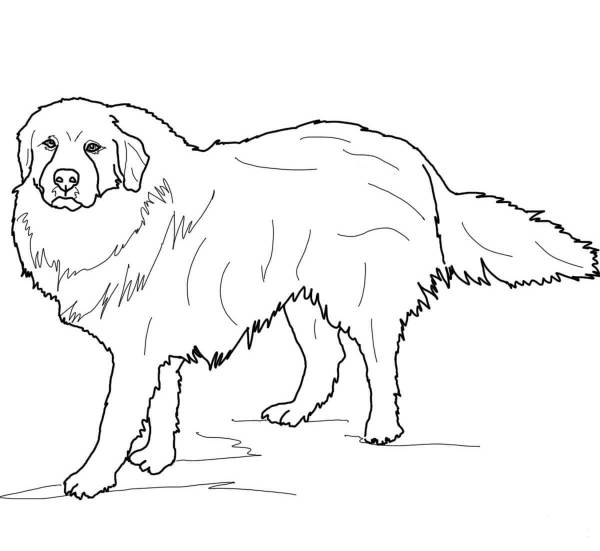 Great Pyrenees coloring page image