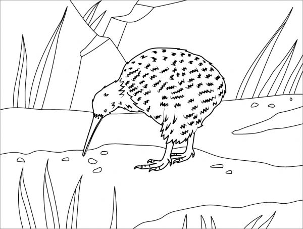 Great Spotted Kiwi coloring page image