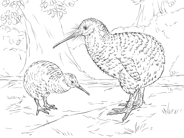 Great Spotted Kiwi coloring page image