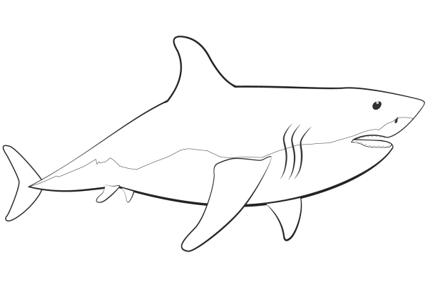 Great White Shark coloring page image