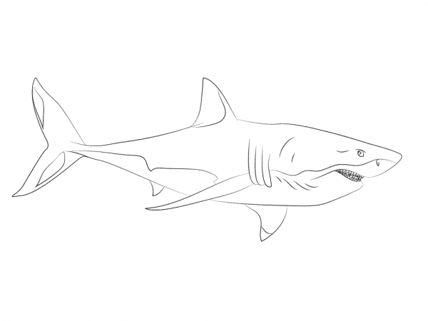 Great White Shark coloring page image