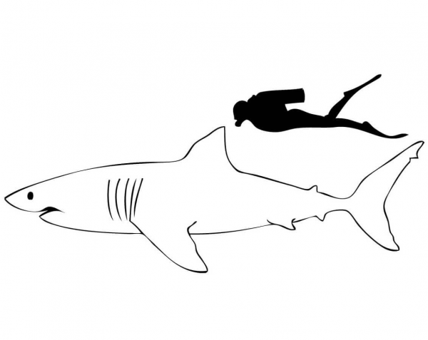 Great White Shark Compared to Human coloring page image
