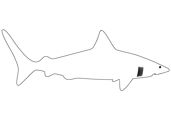 Great White Shark Outline coloring page image