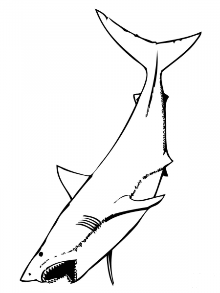 Great White Shark With Mouth Open coloring page image