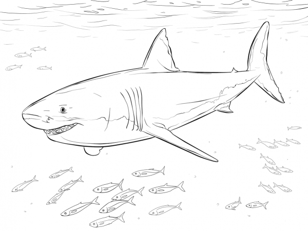 Great White Shark with Pilot Fishes coloring page image