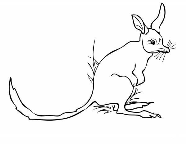Greater Bilby coloring page image