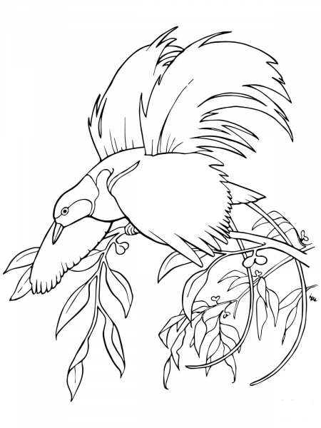 Greater Bird-of-Paradise coloring page image