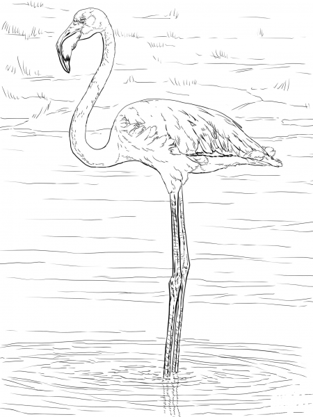 Greater Flamingo coloring page image