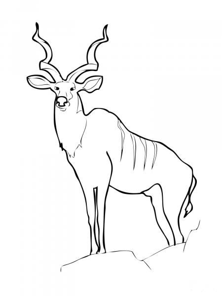 Greater Kudu coloring page image