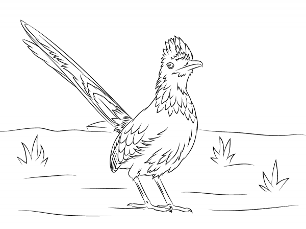 Greater Roadrunner Bird coloring page image