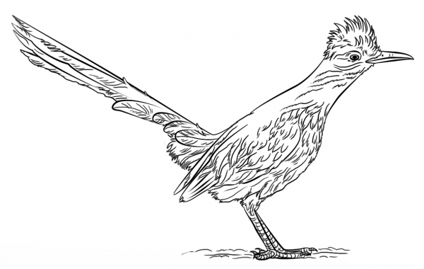 Greater Roadrunner coloring page image