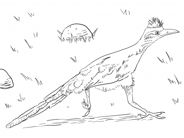 Greater Roadrunner coloring page image