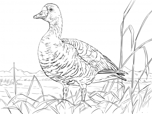 Greater White Goose coloring page image