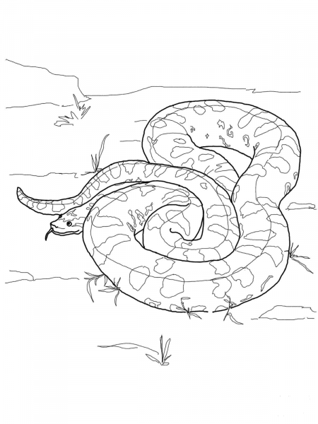 Green Anaconda coloring page image