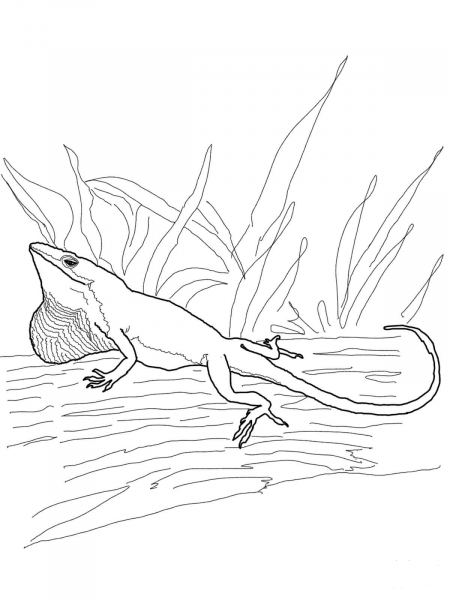 Green Anole coloring page image