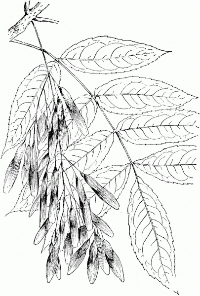 Green Ash or Red Ash Tree coloring page image