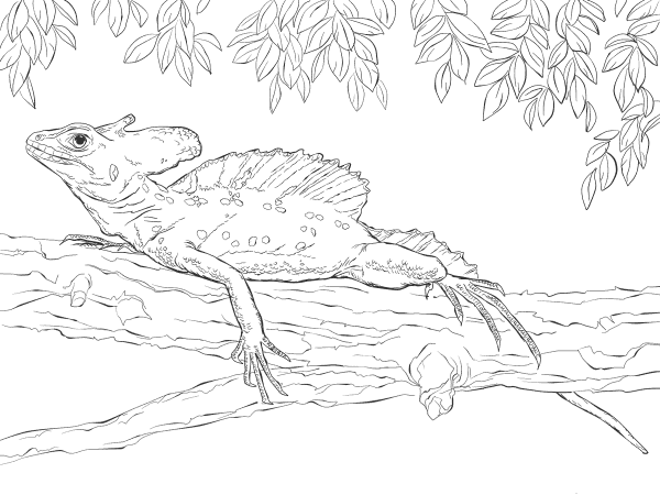 Green Basilisk coloring page image