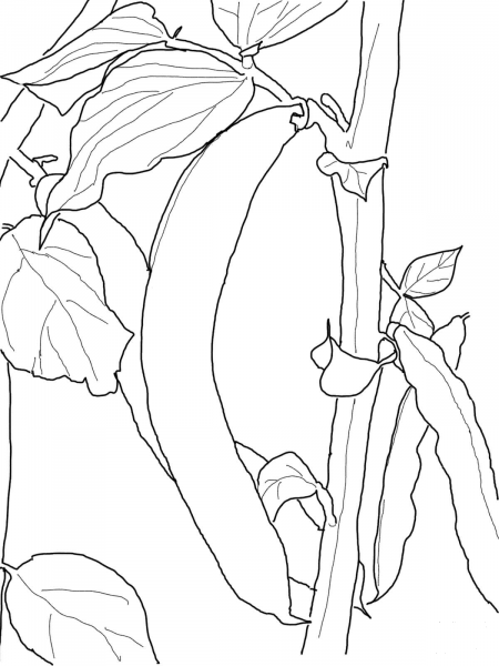 Green Bean coloring page image