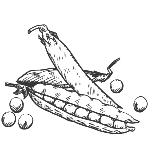 Green Beans coloring page image