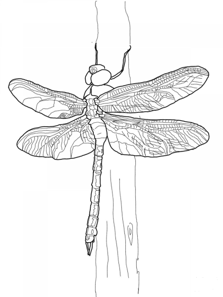 Green Darner Dragonfly coloring page image