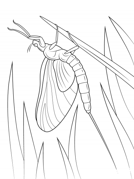 Green Drake Mayfly coloring page image