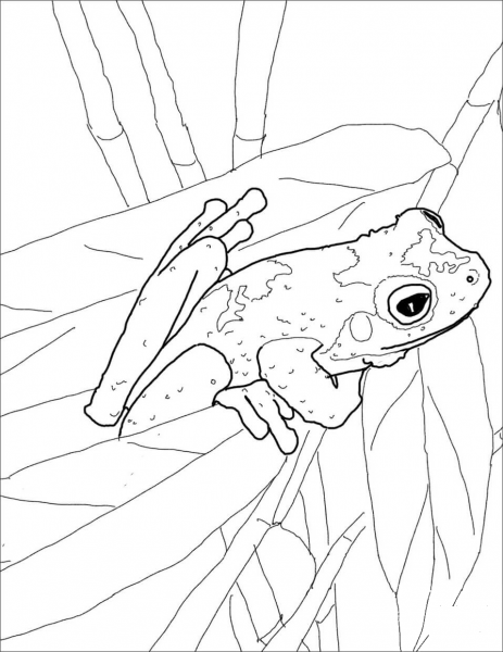 Green Eyed Tree Frog coloring page image