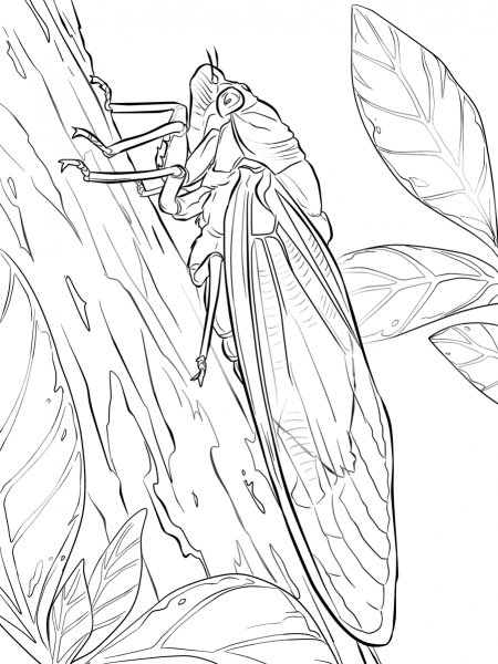 Green Grocer Cicada coloring page image