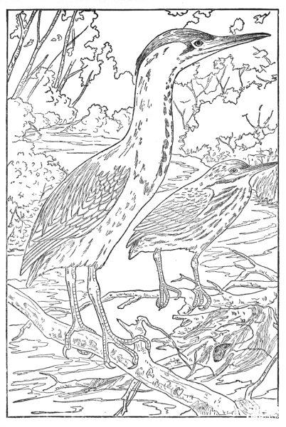 Green Heron coloring page image