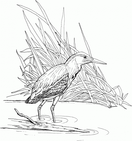 Green Heron coloring page image