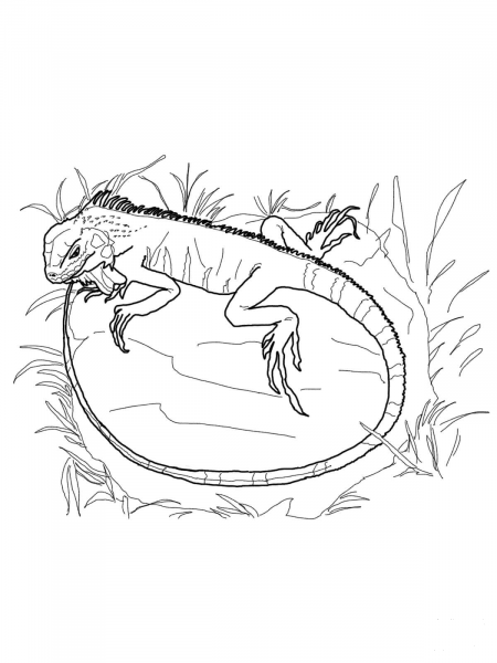 Green Iguana coloring page image