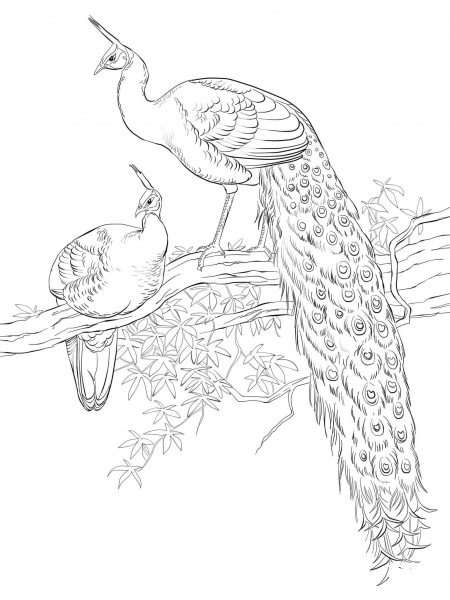 Green Java Peacocks coloring page image