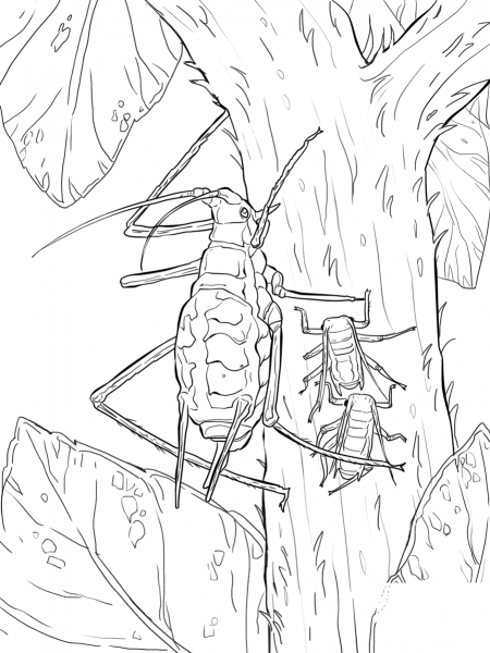 Green Pea Aphid coloring page image