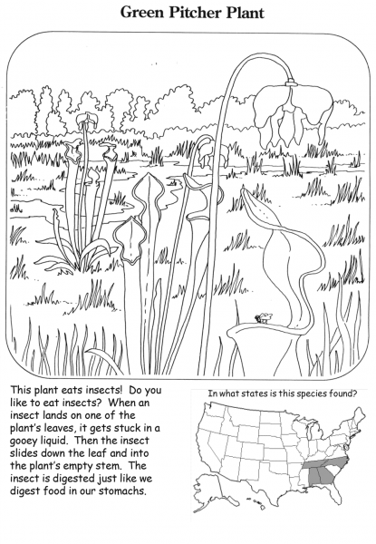 Green Pitcher Plant coloring page image