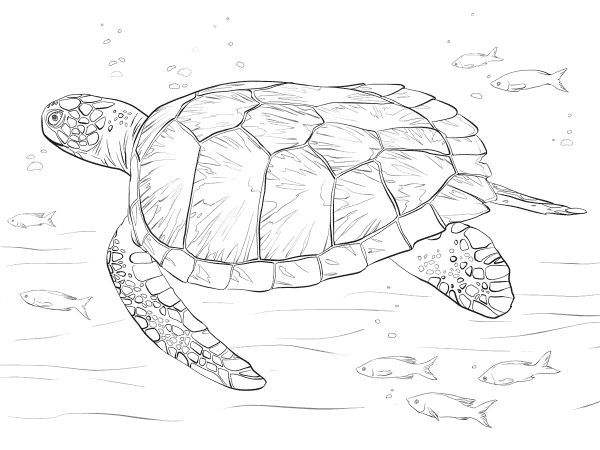 Green Sea Turtle coloring page image